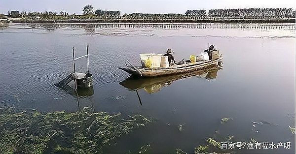龍魚(yú)身上有白色棉絮狀物圖片（《龍魚(yú)身上有白色棉絮狀物圖片》）