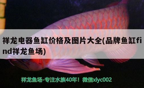 過背銀龍魚圖片大全大圖欣賞（過背銀龍魚是什么意思）（過背銀龍魚圖片大全）