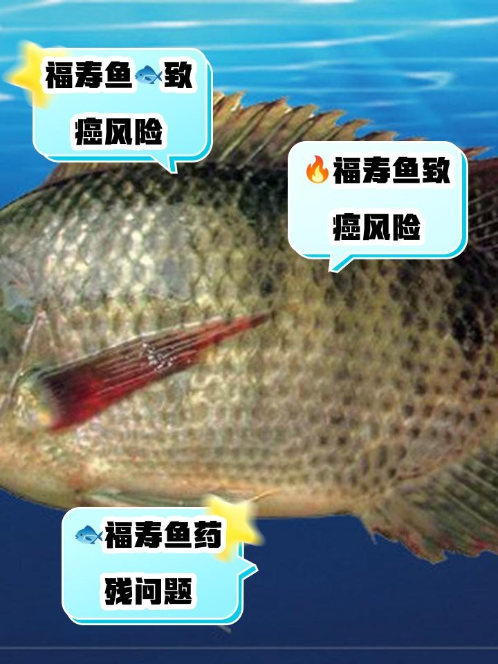福壽魚為什么不建議吃（《福壽魚為什么不建議吃》） 福壽魚為什么不建議吃（《福壽魚為什么不建議吃》） 龍魚論壇 第6張