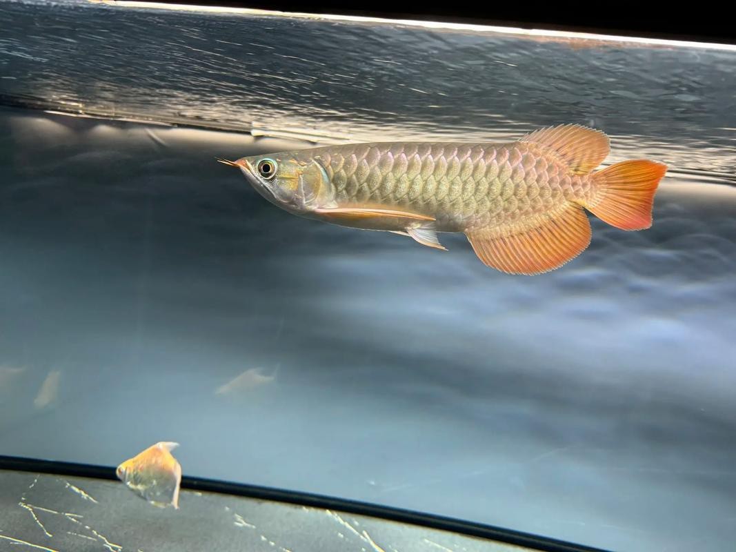 紅龍魚與金龍魚的區(qū)別是什么（紅龍魚與金龍魚的區(qū)別） 紅龍魚與金龍魚的區(qū)別是什么（紅龍魚與金龍魚的區(qū)別） 龍魚百科 第2張
