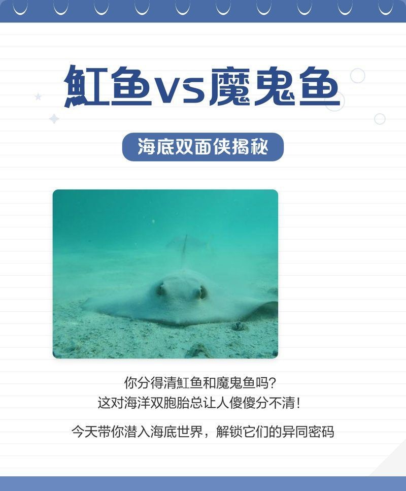魟魚(yú)和魔鬼魚(yú)的區(qū)別(《魟魚(yú)和魔鬼魚(yú)的區(qū)別》) 龍魚(yú)論壇 第2張 魟魚(yú)和魔鬼魚(yú)的區(qū)別(《魟魚(yú)和魔鬼魚(yú)的區(qū)別》) 魟魚(yú)和魔鬼魚(yú)的區(qū)別(《魟魚(yú)和魔鬼魚(yú)的區(qū)別》) 龍魚(yú)論壇 第2張