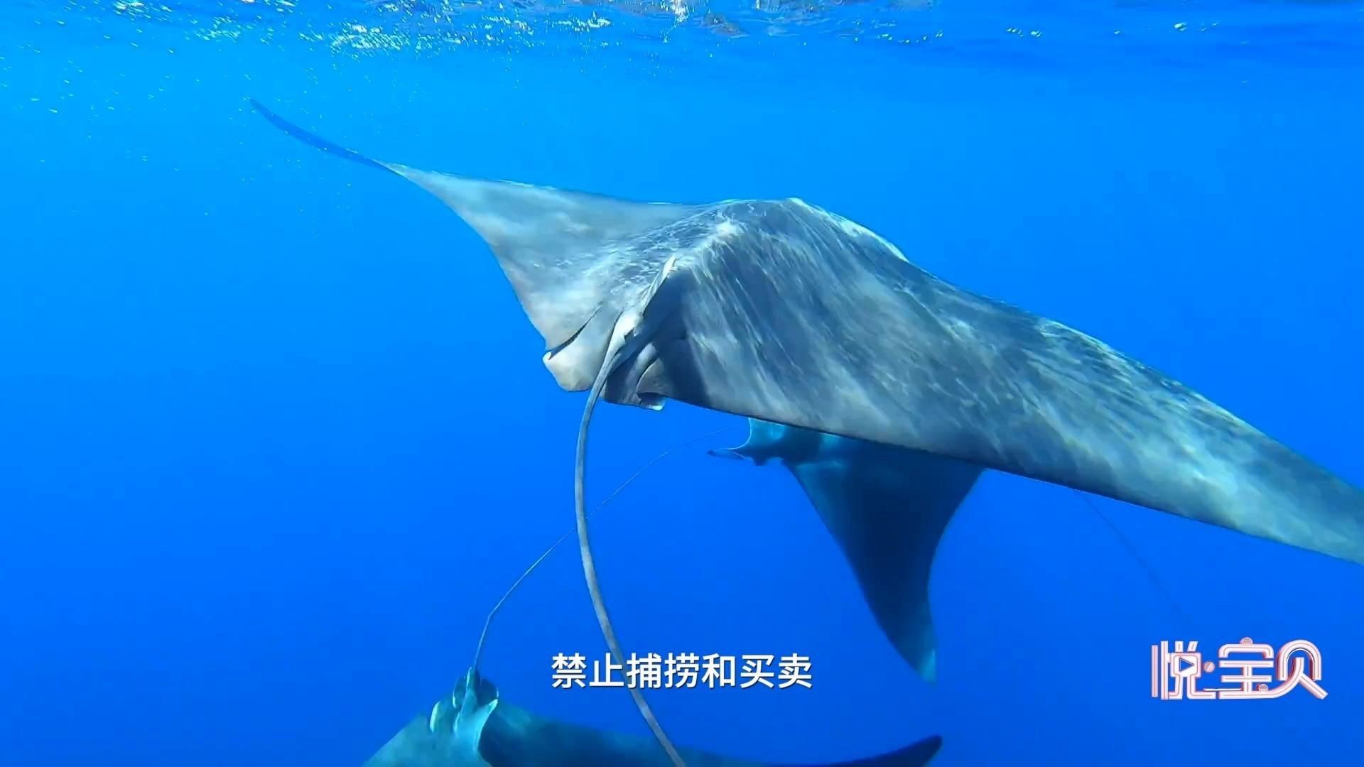 魟魚(yú)和魔鬼魚(yú)的區(qū)別(《魟魚(yú)和魔鬼魚(yú)的區(qū)別》) 龍魚(yú)論壇 第7張 魟魚(yú)和魔鬼魚(yú)的區(qū)別(《魟魚(yú)和魔鬼魚(yú)的區(qū)別》) 魟魚(yú)和魔鬼魚(yú)的區(qū)別(《魟魚(yú)和魔鬼魚(yú)的區(qū)別》) 龍魚(yú)論壇 第7張