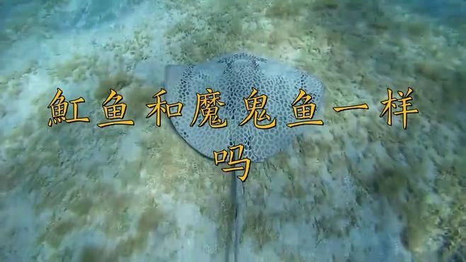 魟魚(yú)和魔鬼魚(yú)的區(qū)別(《魟魚(yú)和魔鬼魚(yú)的區(qū)別》) 龍魚(yú)論壇 第8張 魟魚(yú)和魔鬼魚(yú)的區(qū)別(《魟魚(yú)和魔鬼魚(yú)的區(qū)別》) 魟魚(yú)和魔鬼魚(yú)的區(qū)別(《魟魚(yú)和魔鬼魚(yú)的區(qū)別》) 龍魚(yú)論壇 第8張