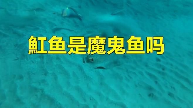 魟魚(yú)和魔鬼魚(yú)的區(qū)別(《魟魚(yú)和魔鬼魚(yú)的區(qū)別》) 龍魚(yú)論壇 第9張 魟魚(yú)和魔鬼魚(yú)的區(qū)別(《魟魚(yú)和魔鬼魚(yú)的區(qū)別》) 魟魚(yú)和魔鬼魚(yú)的區(qū)別(《魟魚(yú)和魔鬼魚(yú)的區(qū)別》) 龍魚(yú)論壇 第9張