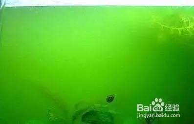 呼和浩特市新城區創美水族經銷部（呼和浩特市新城區創美水族經銷部電話）（呼和浩特市新城區創美水族經銷部）
