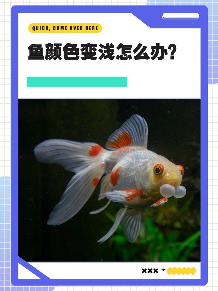 魟魚顏色變淺怎么辦（魟魚顏色變淺怎么辦,魟魚顏色變淺怎么辦[需手動填充]魚顏色變淺怎么辦）