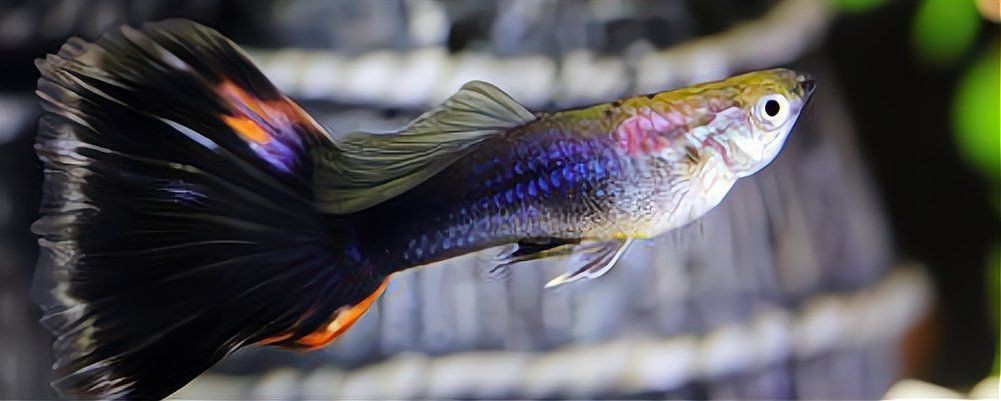 魟魚顏色變淺怎么辦（魟魚顏色變淺怎么辦,魟魚顏色變淺怎么辦[需手動填充]魚顏色變淺怎么辦）