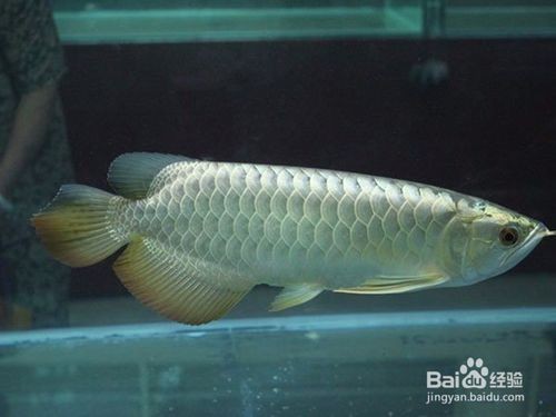 瀘縣福集鎮(zhèn)口水族餐飲店（瀘縣福集鎮(zhèn)口水族餐飲店電話）（瀘縣口水族餐飲店）