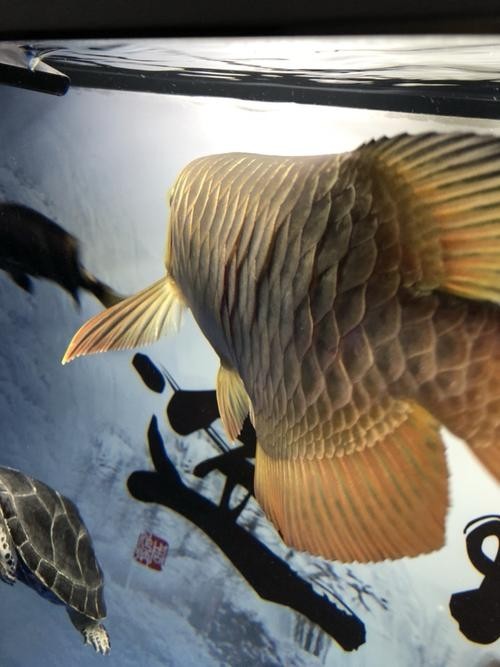 龍魚輕微立鱗（《龍魚輕微立鱗》當(dāng)龍魚出現(xiàn)輕微立鱗現(xiàn)象時(shí)是其健康狀態(tài)發(fā)出的警示信號）