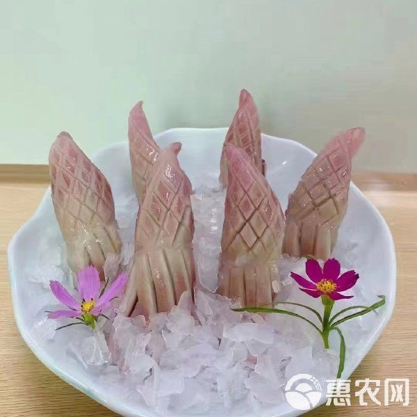 火箭魚圖片價格（火箭魚價格走勢圖有沒有火箭魚的價格走勢圖有沒有火箭魚） 火箭魚圖片價格（火箭魚價格走勢圖有沒有火箭魚的價格走勢圖有沒有火箭魚） 龍魚論壇 第2張
