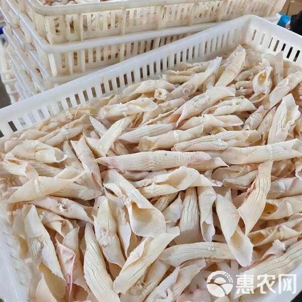 火箭魚圖片價格（火箭魚價格走勢圖有沒有火箭魚的價格走勢圖有沒有火箭魚） 火箭魚圖片價格（火箭魚價格走勢圖有沒有火箭魚的價格走勢圖有沒有火箭魚） 龍魚論壇 第1張