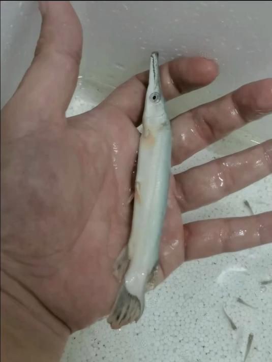 火箭魚圖片價格（火箭魚價格走勢圖有沒有火箭魚的價格走勢圖有沒有火箭魚） 火箭魚圖片價格（火箭魚價格走勢圖有沒有火箭魚的價格走勢圖有沒有火箭魚） 龍魚論壇 第5張