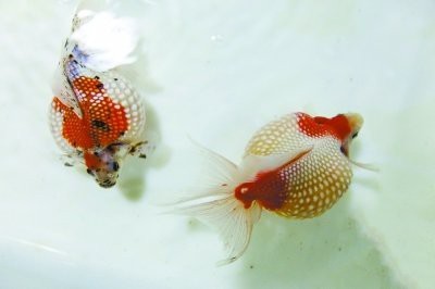 印尼大湖紅龍魚多少錢一條 印尼大湖紅龍魚多少錢一條 龍魚百科 第6張