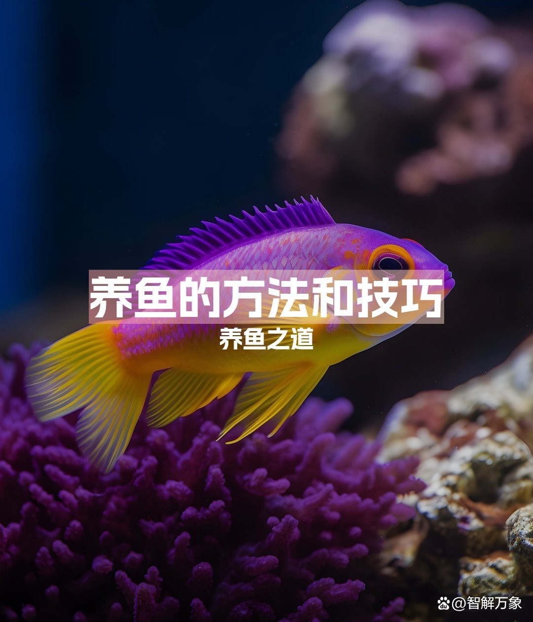 如何養觀賞魚 如何養觀賞魚 龍魚論壇 第2張