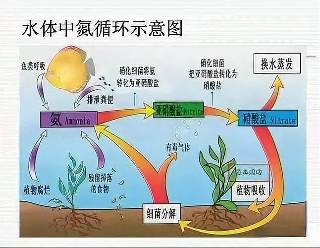 如何養觀賞魚 如何養觀賞魚 龍魚論壇 第1張