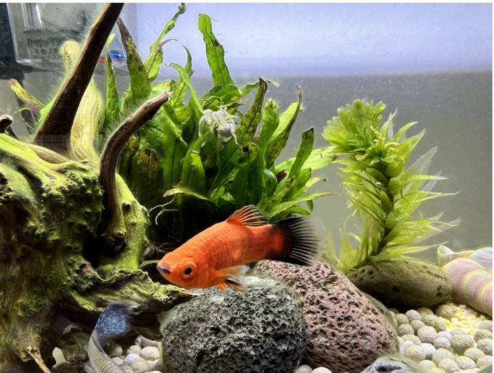 如何養觀賞魚 如何養觀賞魚 龍魚論壇 第5張