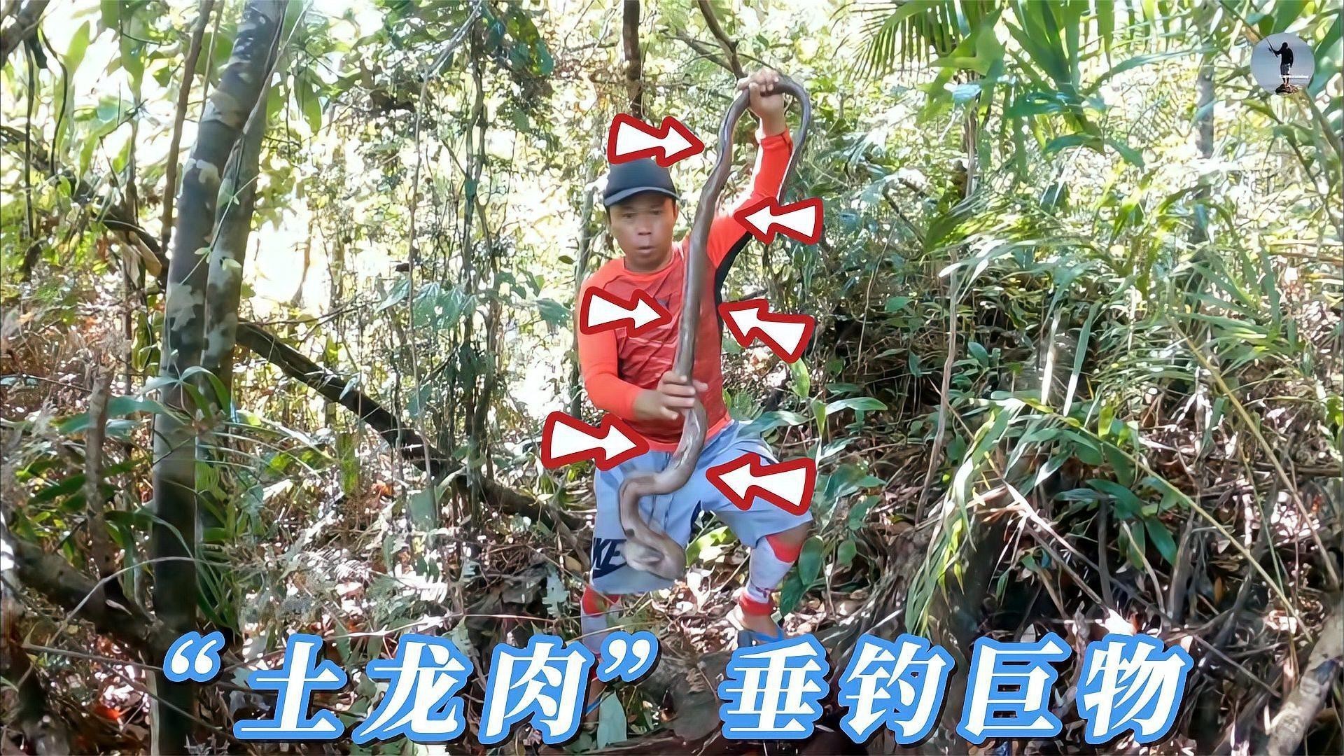 土龍魚(yú)的功效與作用 土龍魚(yú)的功效與作用 龍魚(yú)百科 第2張
