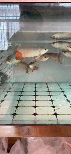 紅龍魚養殖場圖片大全