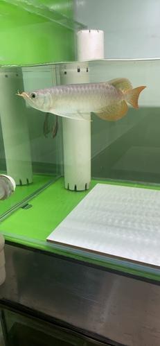 紅龍魚養殖場圖片大全