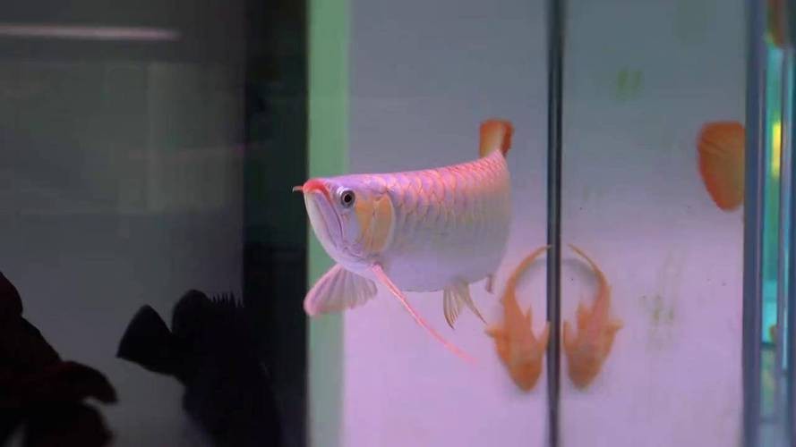 紅龍魚養殖場圖片大全