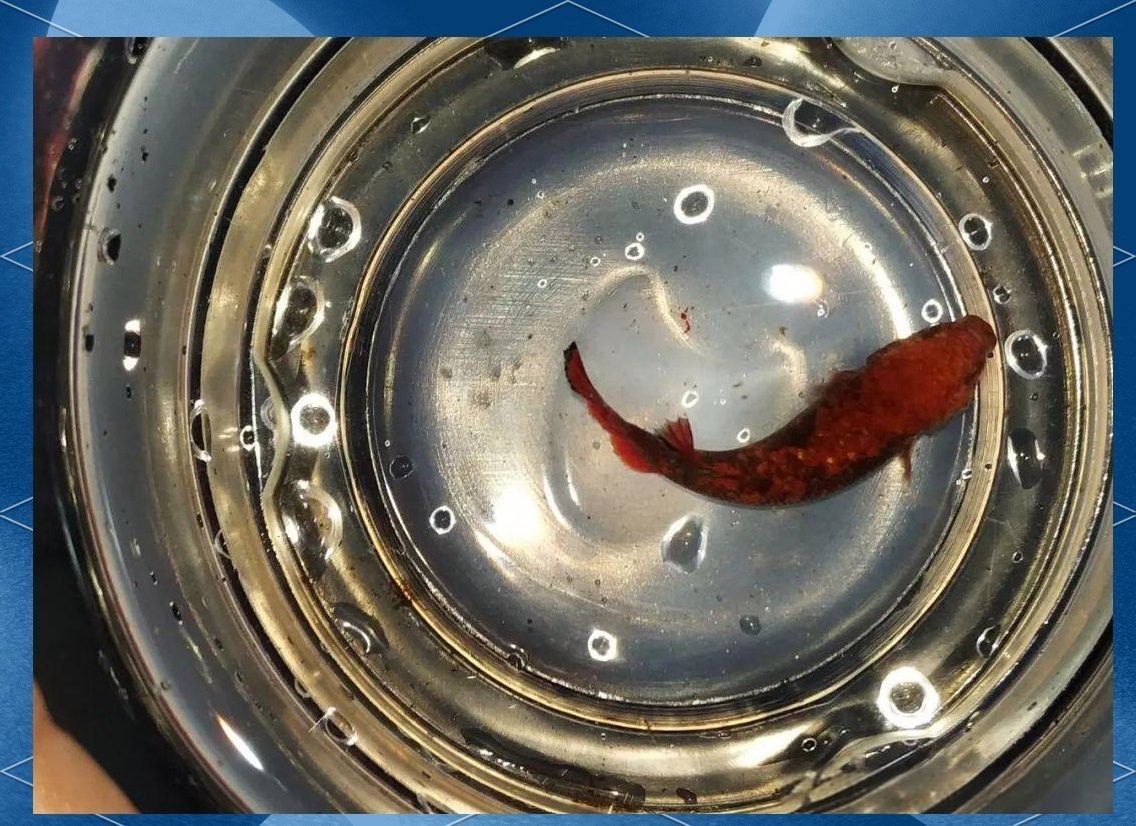 常見魚病圖片及防治方法