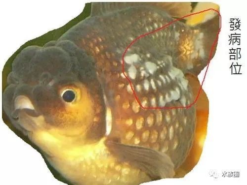 常見魚病圖片及防治方法