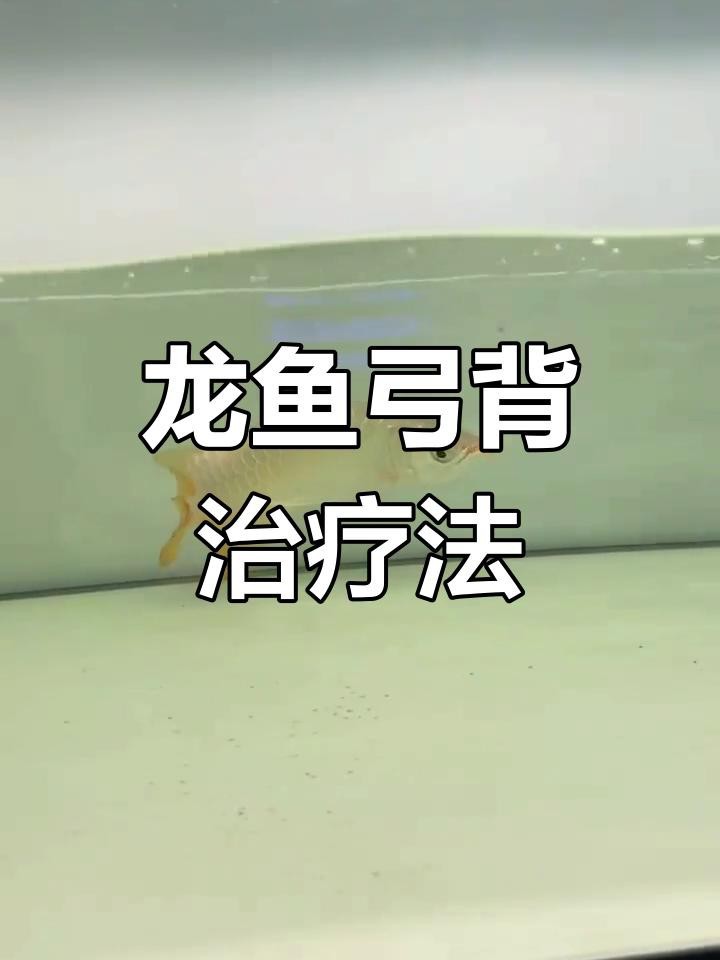 詳細(xì)介紹一下龍魚弓背的癥狀