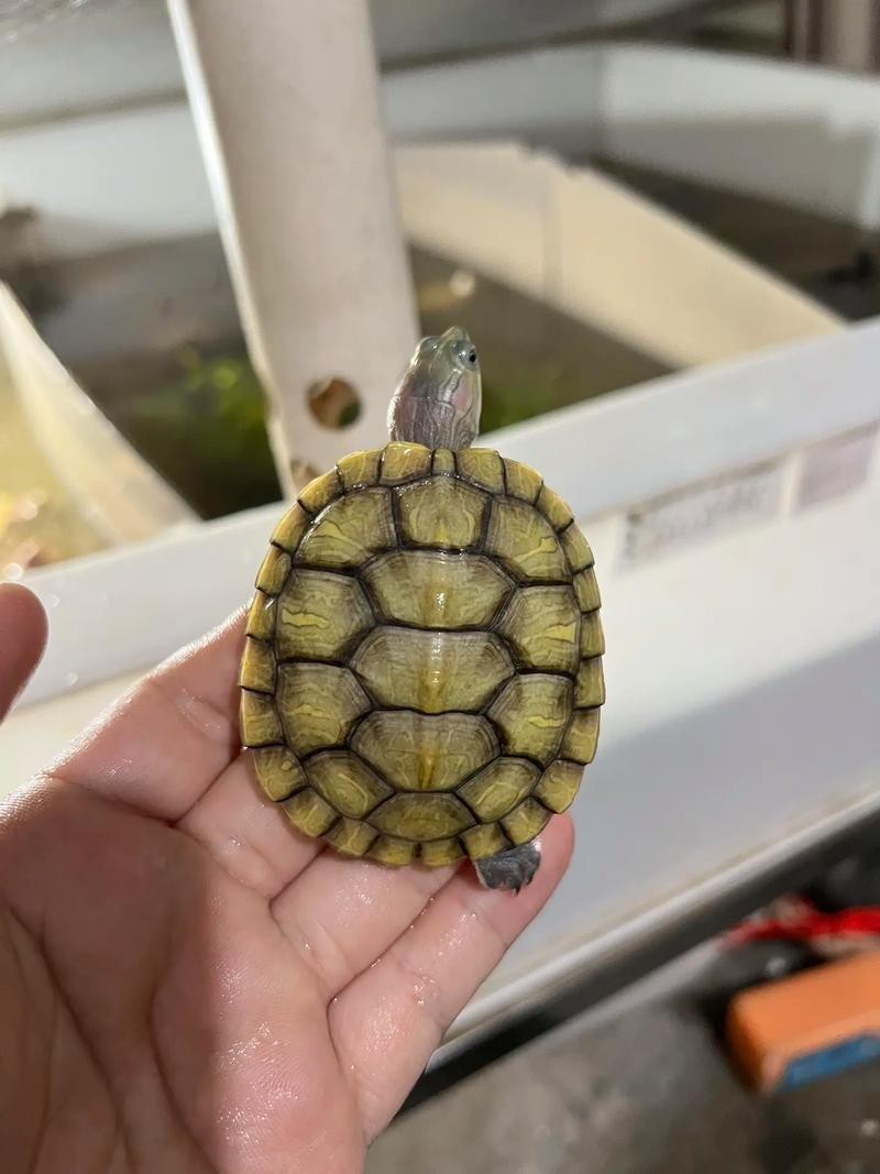 翡翠巴西龜長大后圖片