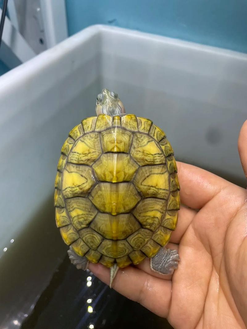 翡翠巴西龜長大后圖片