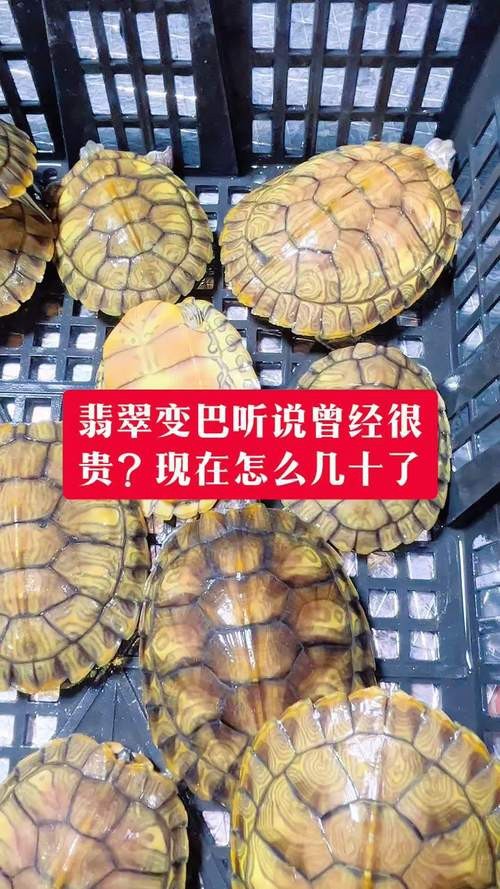 翡翠巴西龜長大后圖片