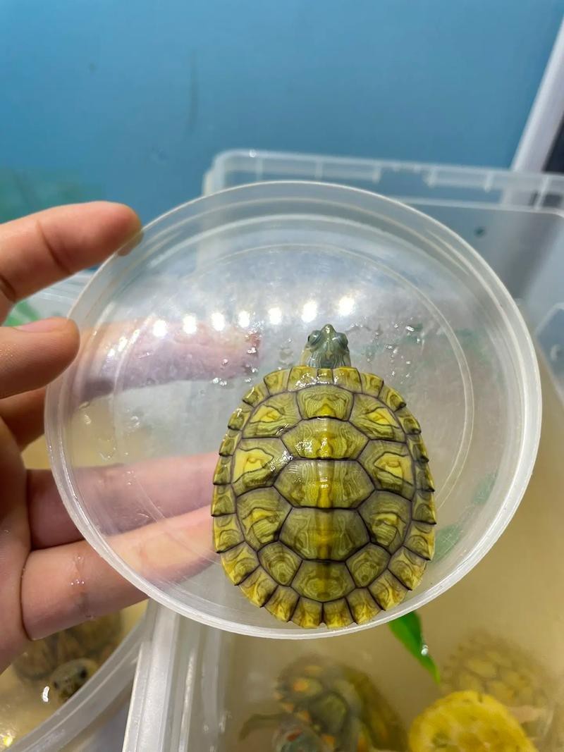 翡翠巴西龜長大后圖片