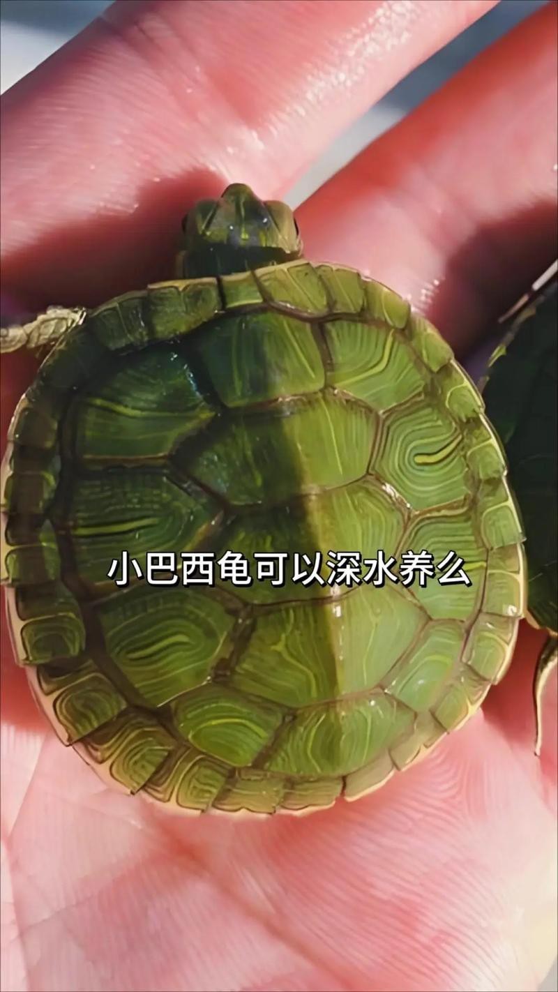 翡翠巴西龜長大后圖片