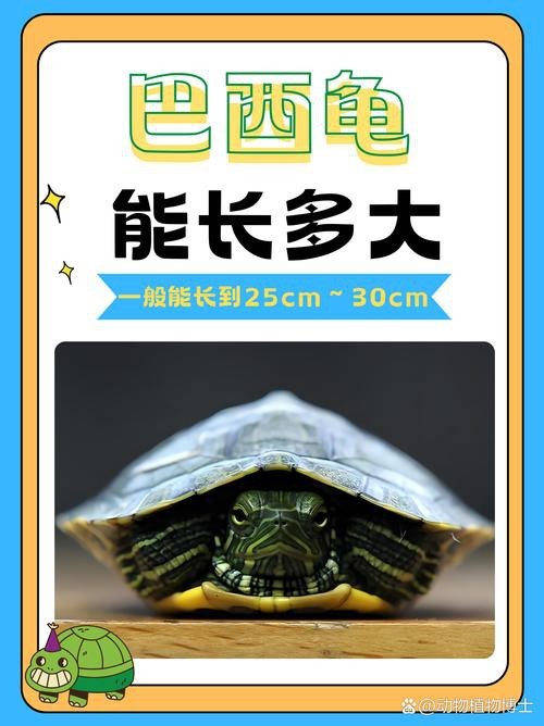 翡翠巴西龜長大后圖片