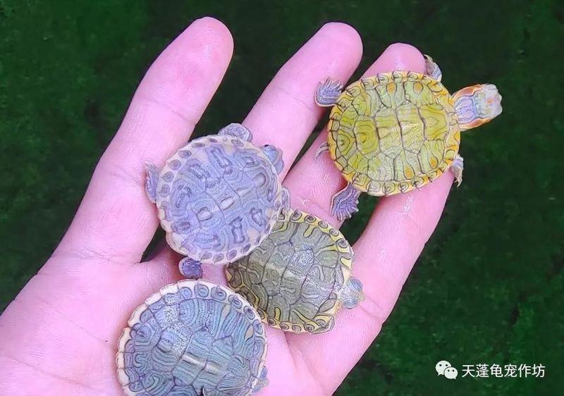 翡翠巴西龜長大后圖片