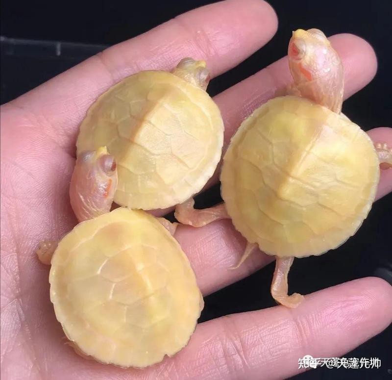 翡翠巴西龜長大后圖片