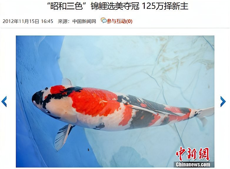 錦鯉和龍魚哪個更有升值空間？ 錦鯉和龍魚哪個更有升值空間？ 龍魚百科 第1張