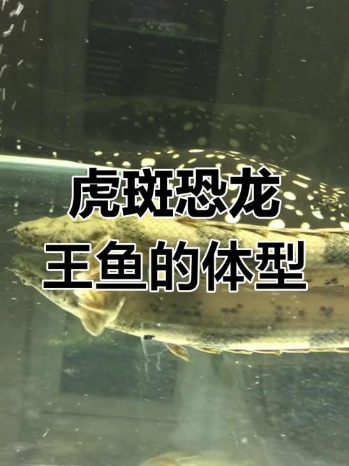 虎皮恐龍魚如何養才活久一些圖片