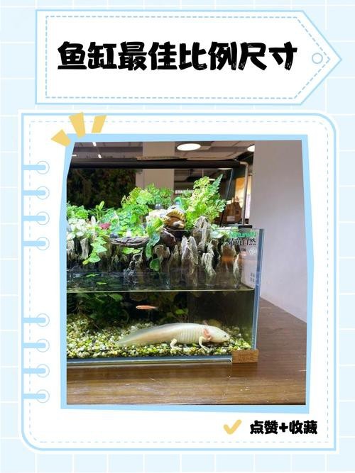 虎皮恐龍魚如何養才活久一些圖片