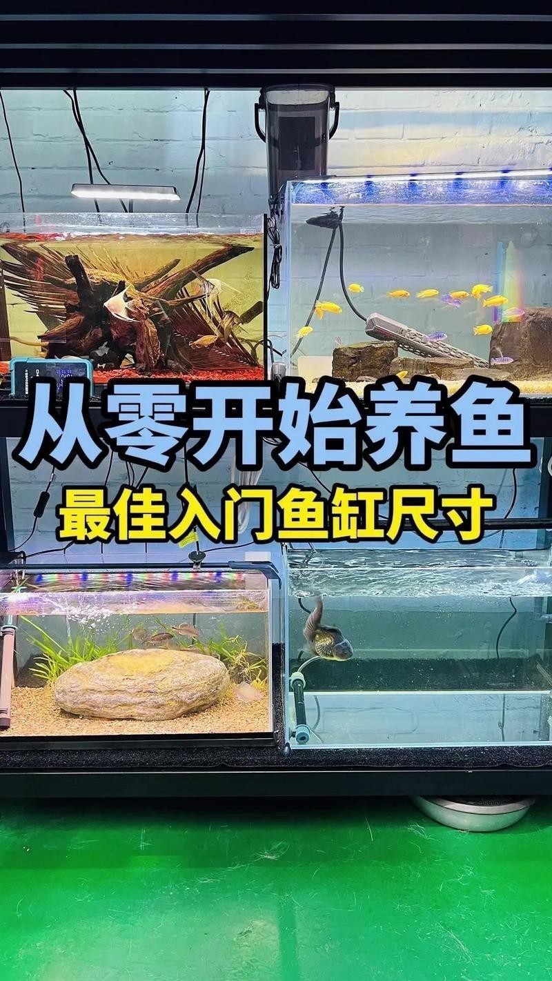 虎皮恐龍魚如何養才活久一些圖片