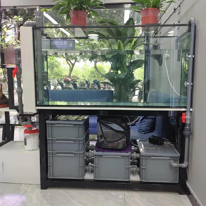 虎皮恐龍魚如何養才活久一些圖片