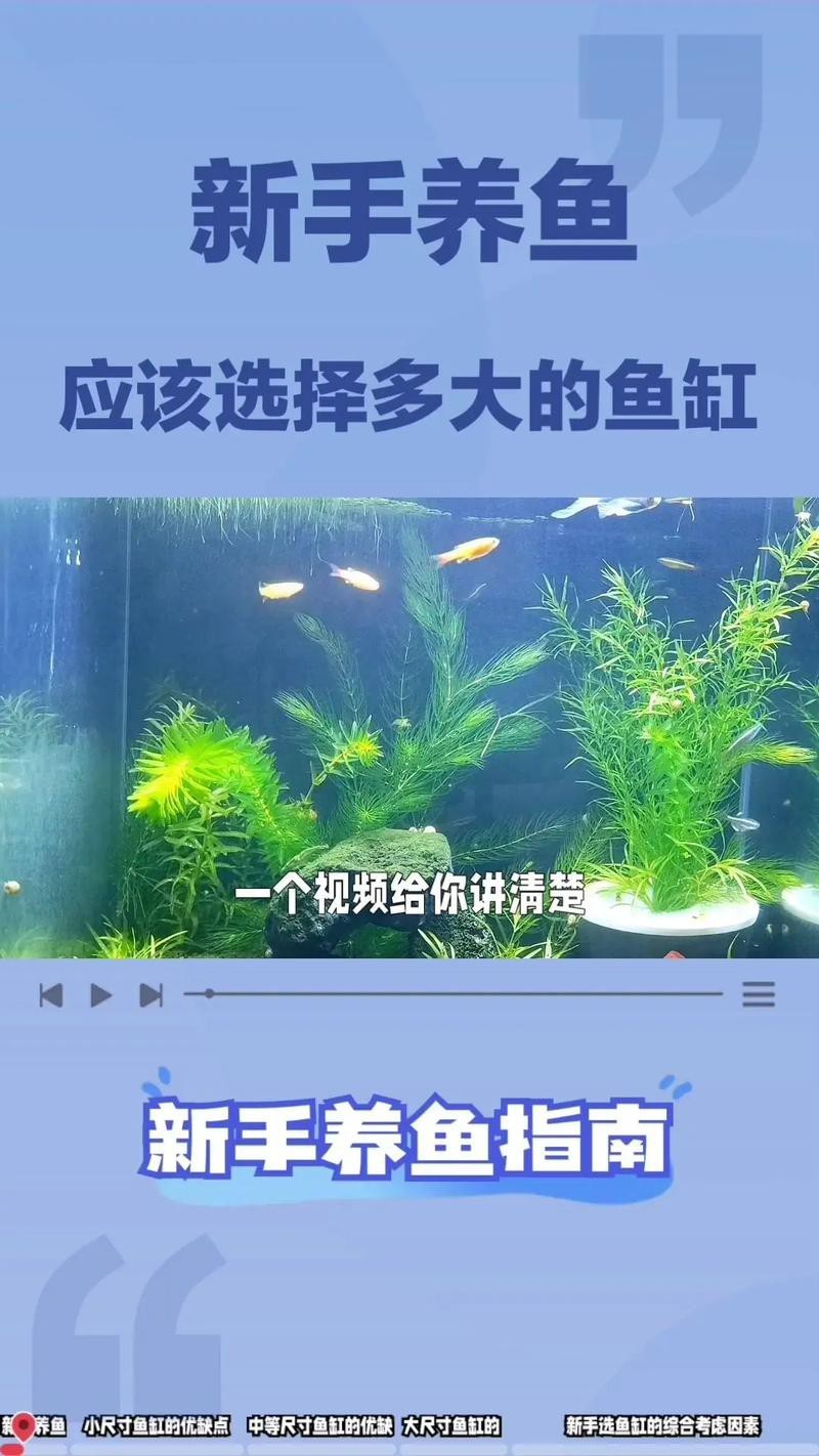 虎皮恐龍魚如何養才活久一些圖片