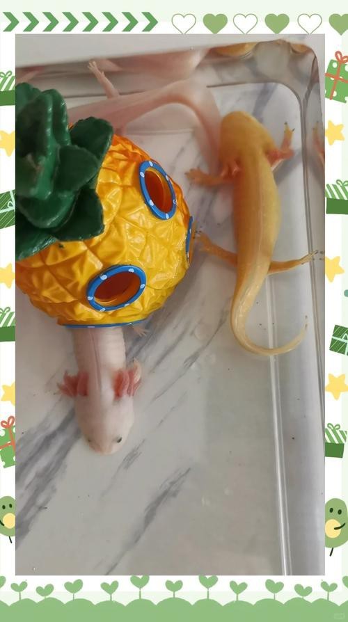 虎皮恐龍魚如何養才活久一些圖片