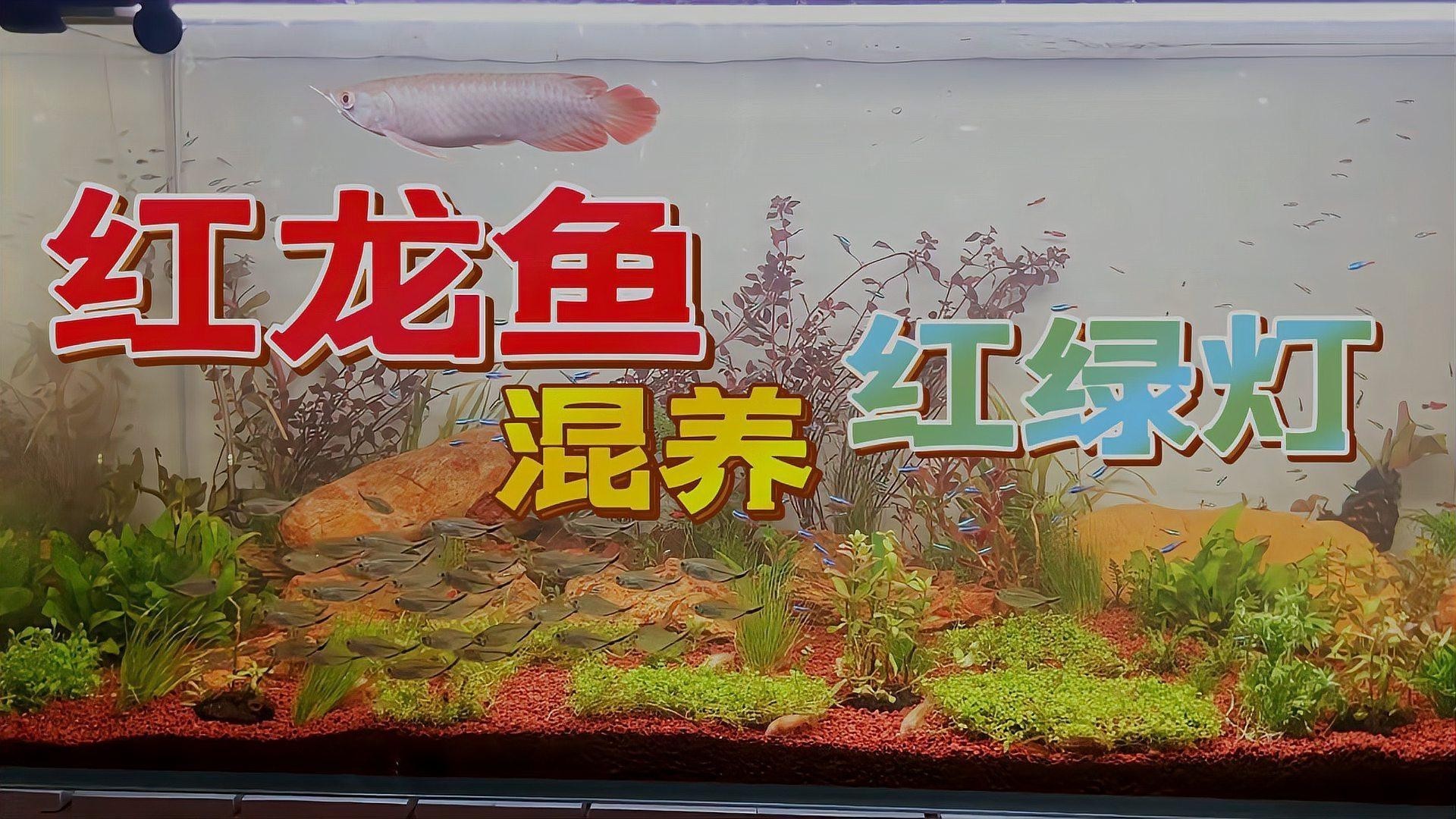 龍魚適合造景缸嗎圖片