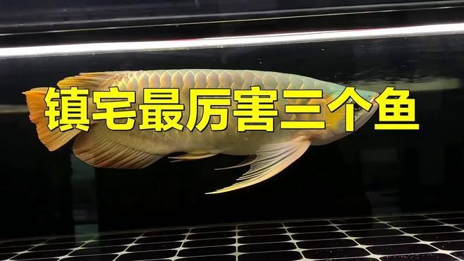 龍魚和錦鯉哪個更有觀賞價值？ 龍魚和錦鯉哪個更有觀賞價值？ 龍魚論壇 第2張