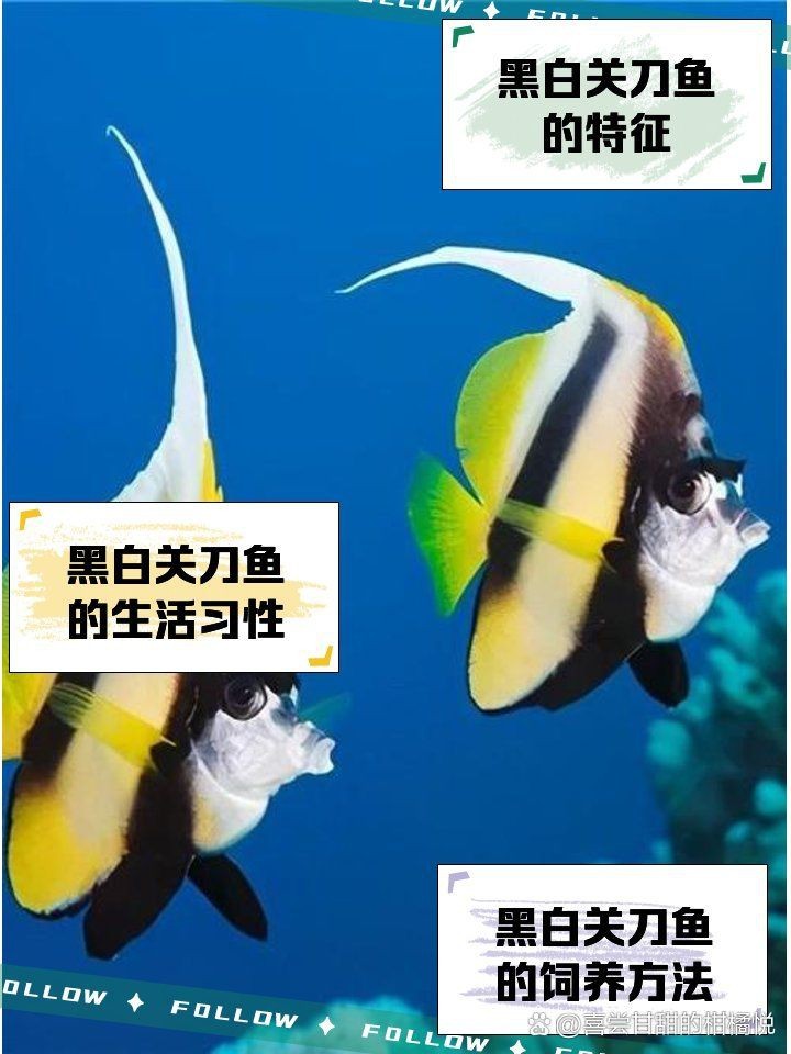 紅眼白子關刀的特點 龍魚論壇 第7張 紅眼白子關刀的特點 紅眼白子關刀的特點 龍魚論壇 第7張