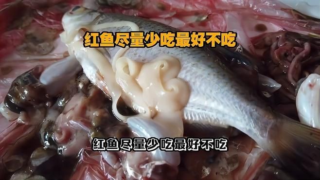 紅血魚為啥盡量少吃