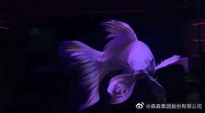 蝴蝶鯉反祖魚最忌三個(gè)東西