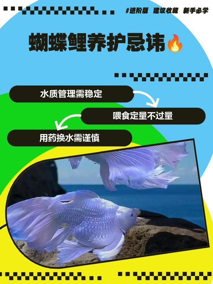 蝴蝶鯉反祖魚最忌三個(gè)東西