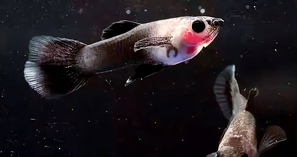 魚白點病最簡單治療加鹽