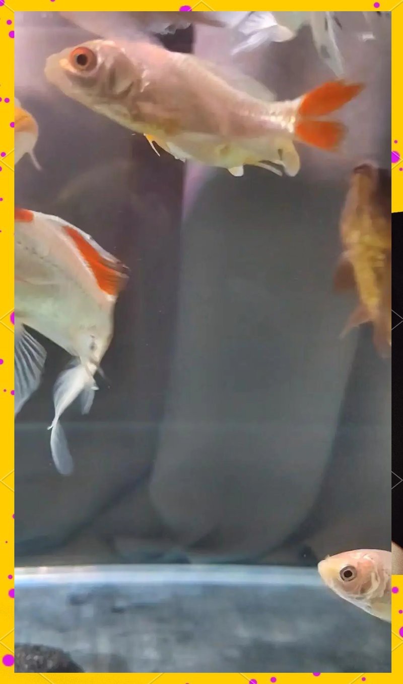 魚白點病最簡單治療加鹽